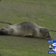 Illustration for article titled Very Chill Seal Pup Spends the Day in Queens